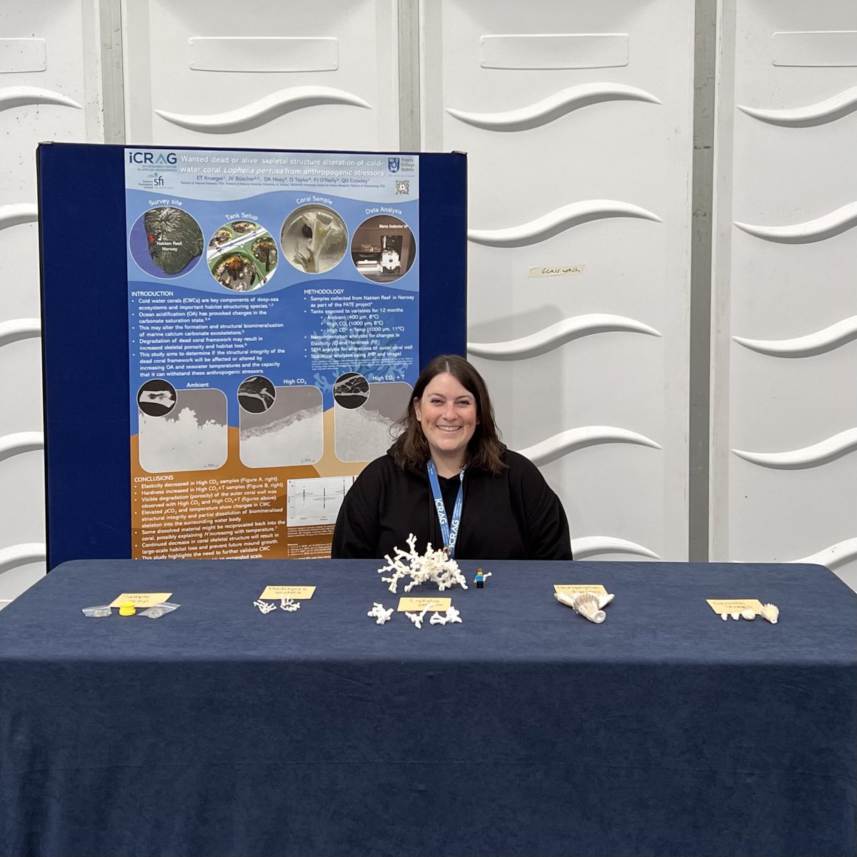 Research Village is full of #ColdWaterCorals today! Stop by to learn about Ireland’s corals +  #ClimateImpacts.
🪸👩🏻‍🔬🖤 

🗓️ Thurs 28 Sept, 10 AM-12 PM + 3-5 PM

#researchMATTERS #STARTatERN #PhDLife #CoralResearch #SciComm #ForScience #EuropeanResearchersNight