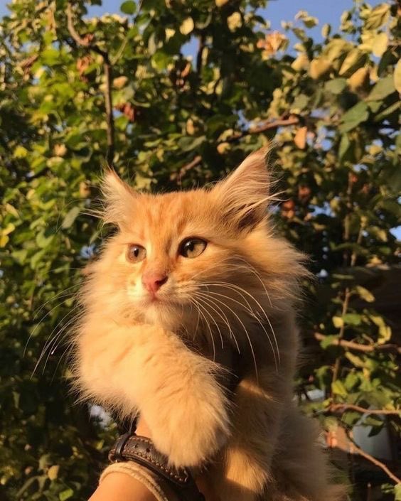 WE LOVE CATS tweet media