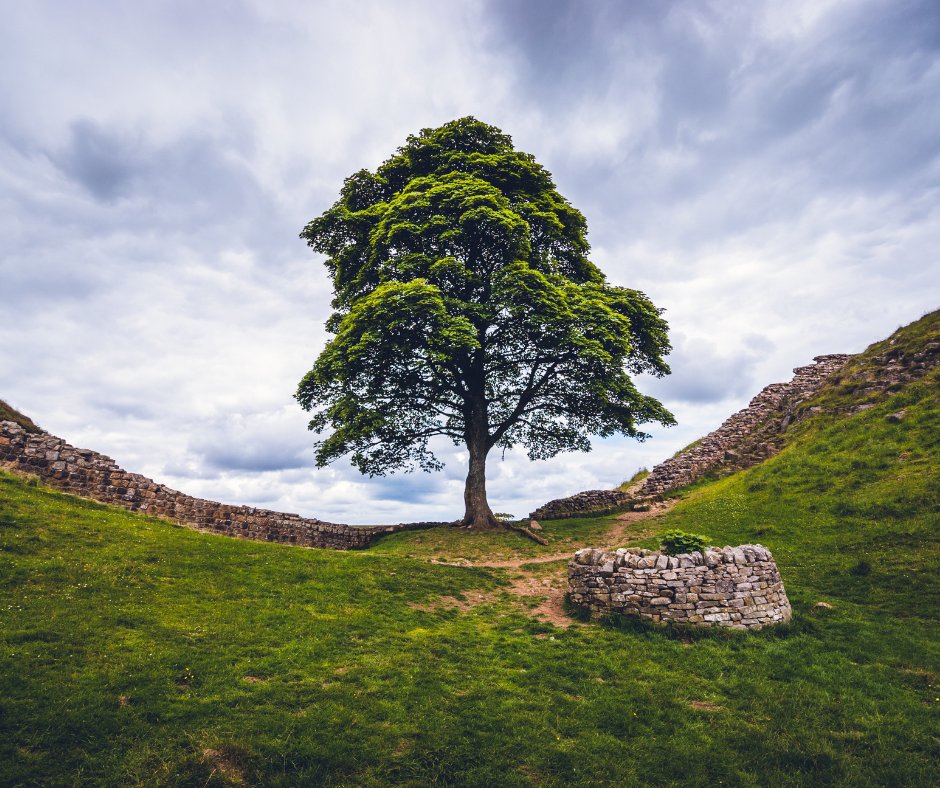 An incredibly sad day across the North East as we learn the iconic #SycamoreGap tree at Hadrian's Wall has come down 🌳