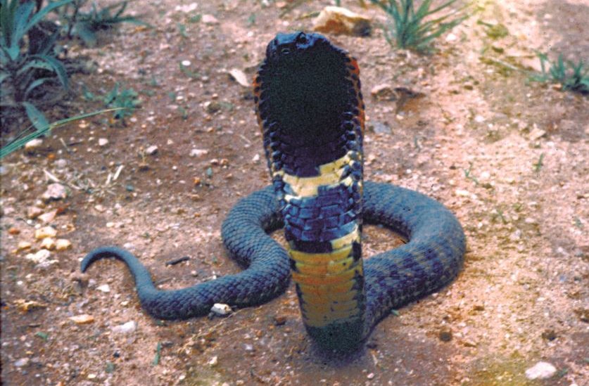 Our study reveals a new species of hooding and venom-spitting snake from Zimbabwe's Eastern Highlands. The Nyanga rinkhals, Hemachatus nyangensis. Sadly, it may already be extinct. 🧵

Open access paper: bitly.ws/VTRq