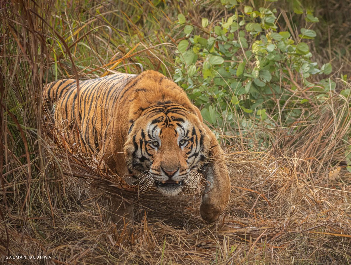 Gabbar Male | Dudhwa 🐅

Join me on Private safaris for | Dudhwa Tiger Reserve us. #SafariwithSalman 
9451081321

#Tigers #junglesafari #wildlifesafari #safari #nature #wildlifephotography #tourism