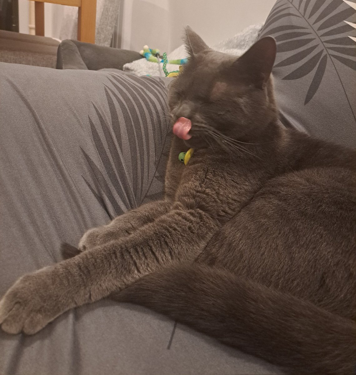 Thank you for all the love you've shown for Rio! Hopefully it may get some enquiries through ❤️ Mum will keep you all updated. In the meantime here's me with my massive tongue! 😹