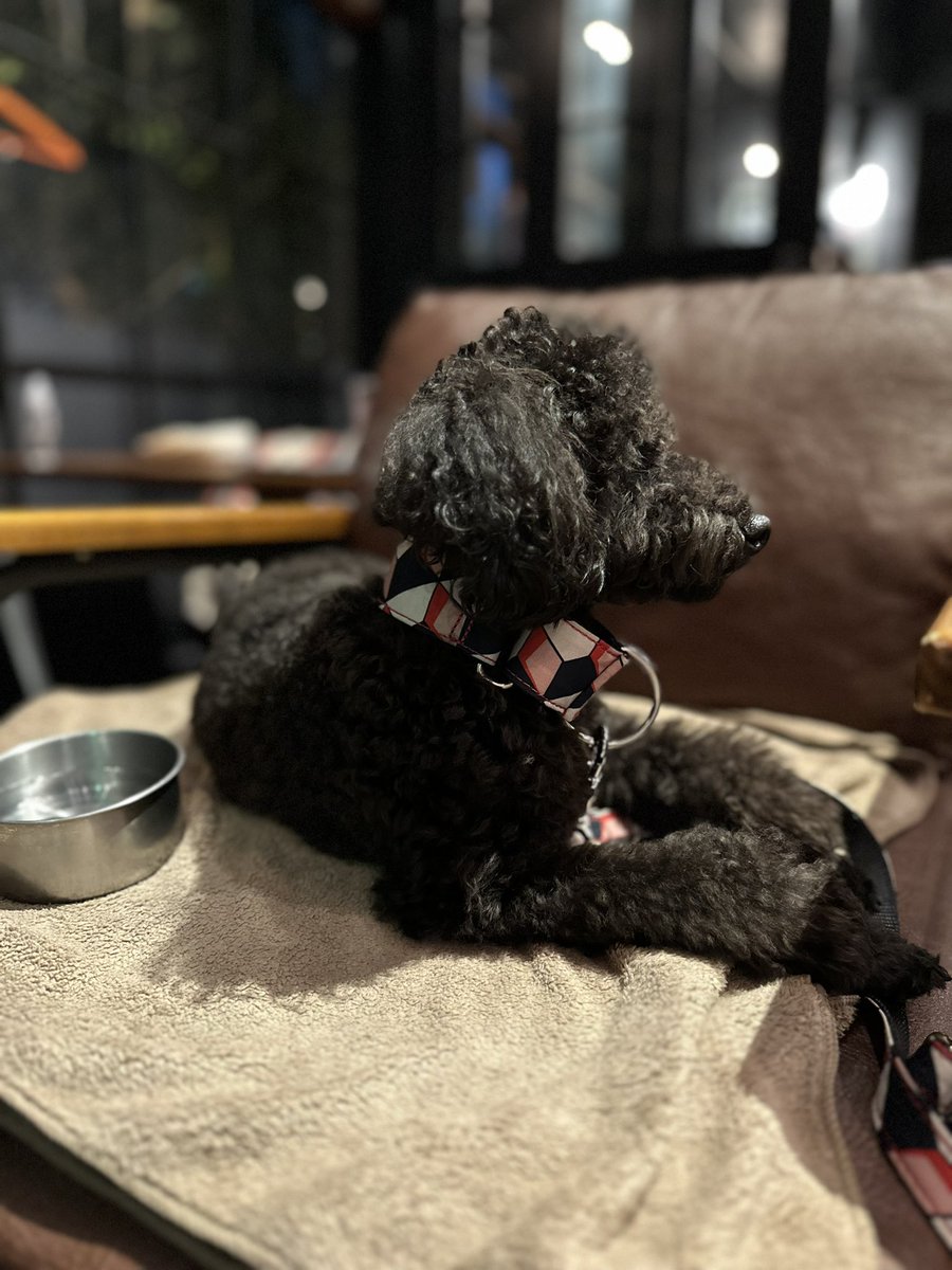 yamami_117's tweet photo. We came dog welcomed restaurant https://t.co/LZsmzpo6C8