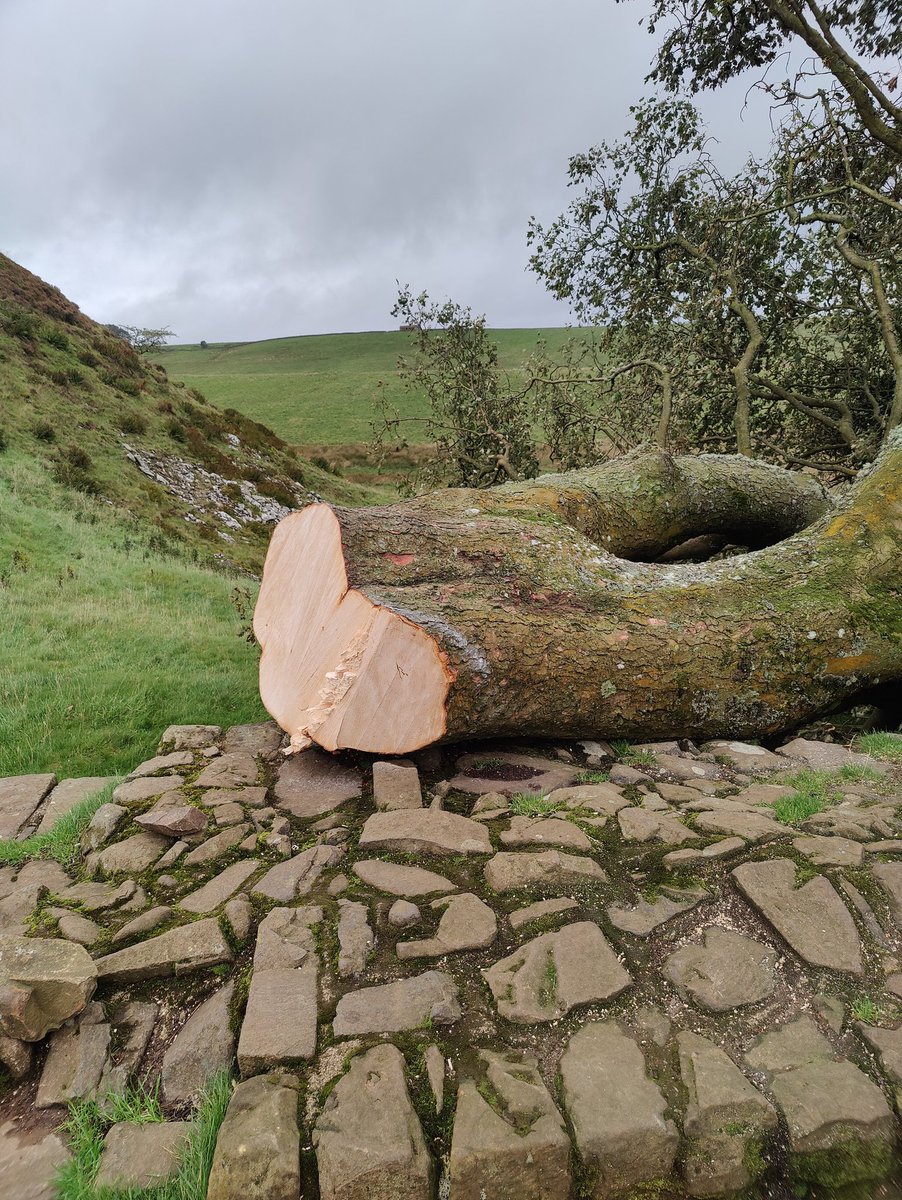 Absolutely gutting morning on Hadrian's Wall. No more Sycamore Gap.