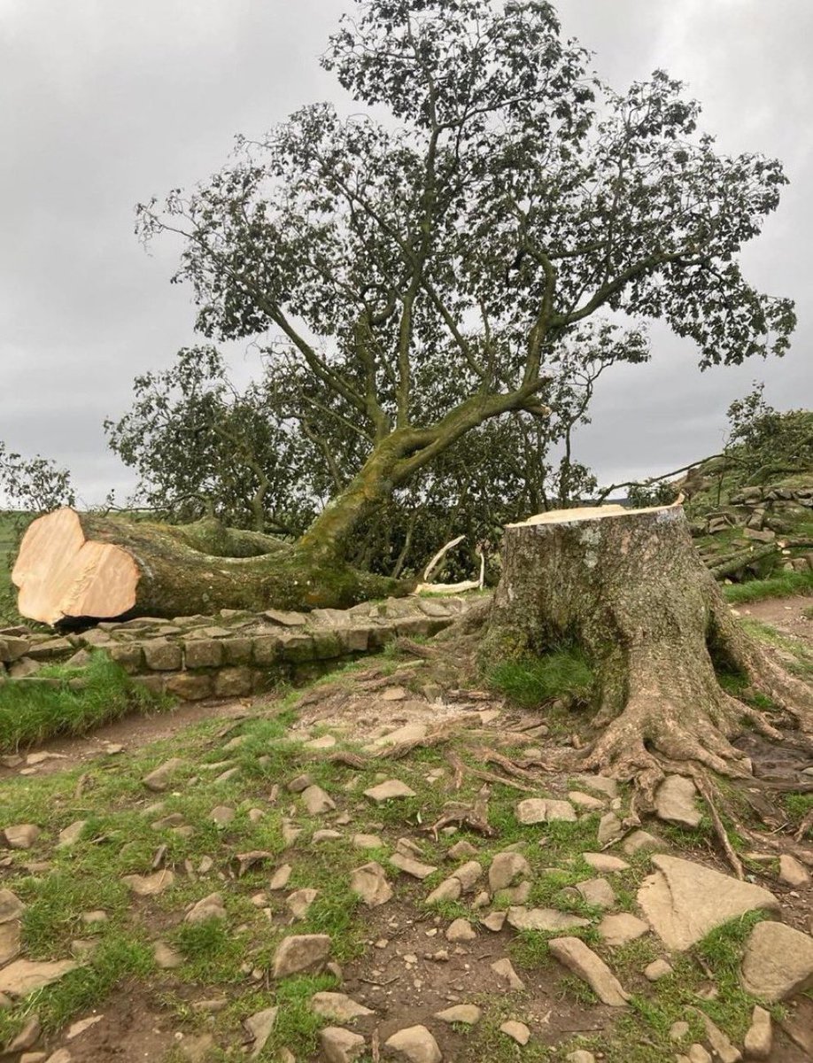 hexhamtv's tweet photo. Breaking News - Confirmed reports are coming in that the #SycamoreGap tree has been felled. #Hadriandswall (image via @Joe_Morris91 

#Hexham #Northumberland https://t.co/TALnIIi9us