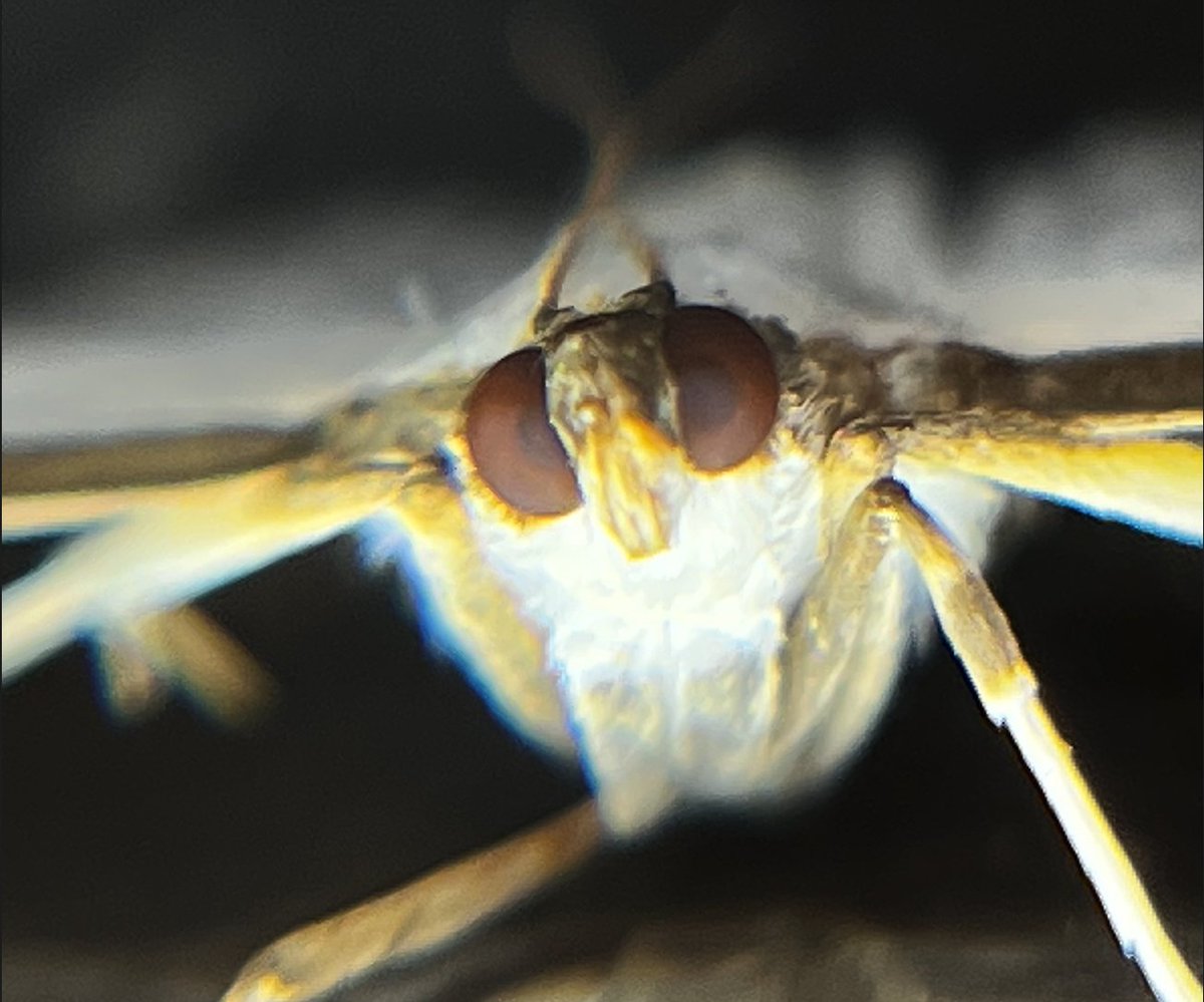 Tony Girling tweet media