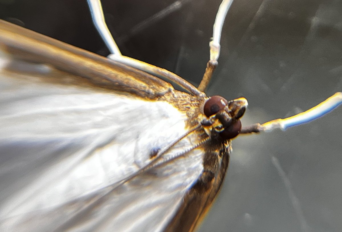 Left the patio lights on last night and this was on the kitchen door this morning.