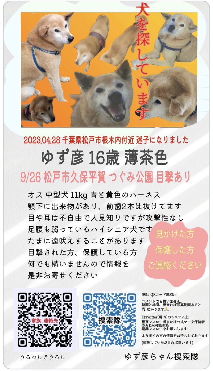 ice_Break01's tweet photo. #千葉県松戸市  #松戸市  #北小金駅  #北小金  #小金原  #根木内  #迷子犬  #拡散希望  #拡散RT希望  #ハイシニア犬  #命のリレー   #JR常磐線  #ゆず彦ちゃん 4月末に迷子になり漸く目撃情報！9/26  #千葉県松戸市久保平賀  #つぐみ公園 朝7:30 情報お待ちしております！ゆず彦ちゃん帰ろうね🙏♡ https://t.co/nu015orpr9