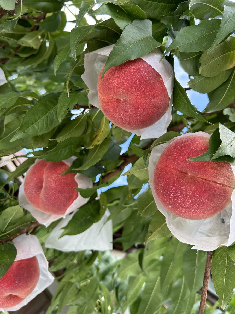 プレゼント企画開催します❗

今回はまるせい果樹園の桃を絞った

100%桃ジュース🍑

500ml×３本　を３名様に❗

応募方法
<a href="/YukieMarusei/">まるせい果樹園&森のガーデン</a> 
この投稿をRT

締め切り　10月１日(日)

まだ今シーズン桃を味わいたい

という方ご応募ください！

食べちょくさんメルカリさんでも

出品中です🍑