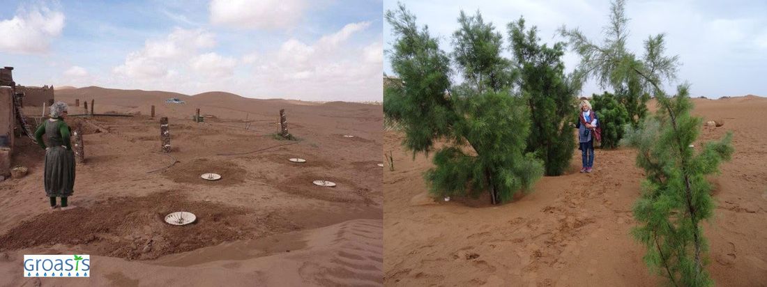 groasis's tweet image. De Sahara groeide in de afgelopen eeuw met 10%. Wereldwijd verdwijnt er elk jaar zo’n 24 miljard ton vruchtbare bodem.
#Groasis vecht tegen wereldwijde woestijnvorming en ontwikkelde een planttechnologie om het land weer groen te maken - zichtbaar bewijs!
susanova.be/artikels/groas…