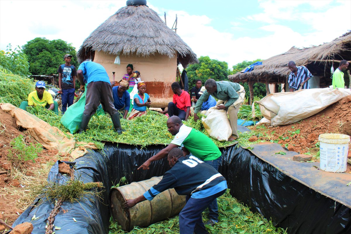 Under the @euinzim-funded @zagpbest, we worked with @MoLAFWRD_Zim, training farmers on the urea treatment of maize stover. The feed formulation practice makes stover more palatable & nutritious for livestock. It's essential this year with the risk of El Nino & scarce grazing.