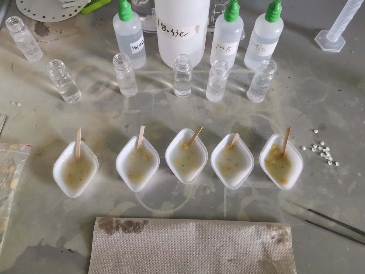 drbrazier's tweet image. Trialing a microscale catalase experiment. With inspiration from @SAPS_News
Don&apos;t know if it will work I hope it does.
#microbiology #SAPS