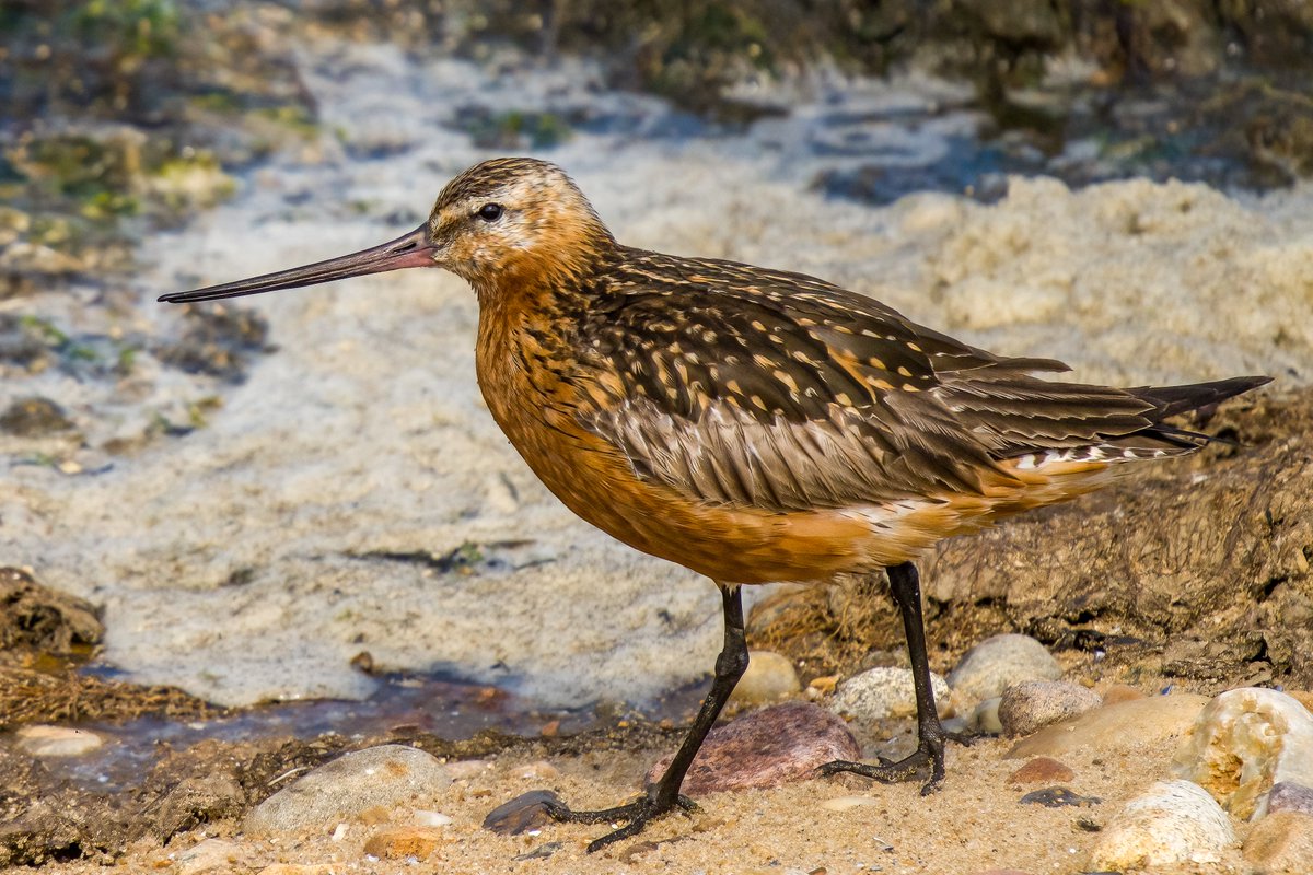 Nice picture Bar-tailed Godwit uploaded to Birdingplaces by birder Erich Gilberg. On Birdingplaces.eu you can find more than 6200 great places for birding, search birds, view the Top 100 birding sites of every country, add your favourite birding sites and upload bird pics.