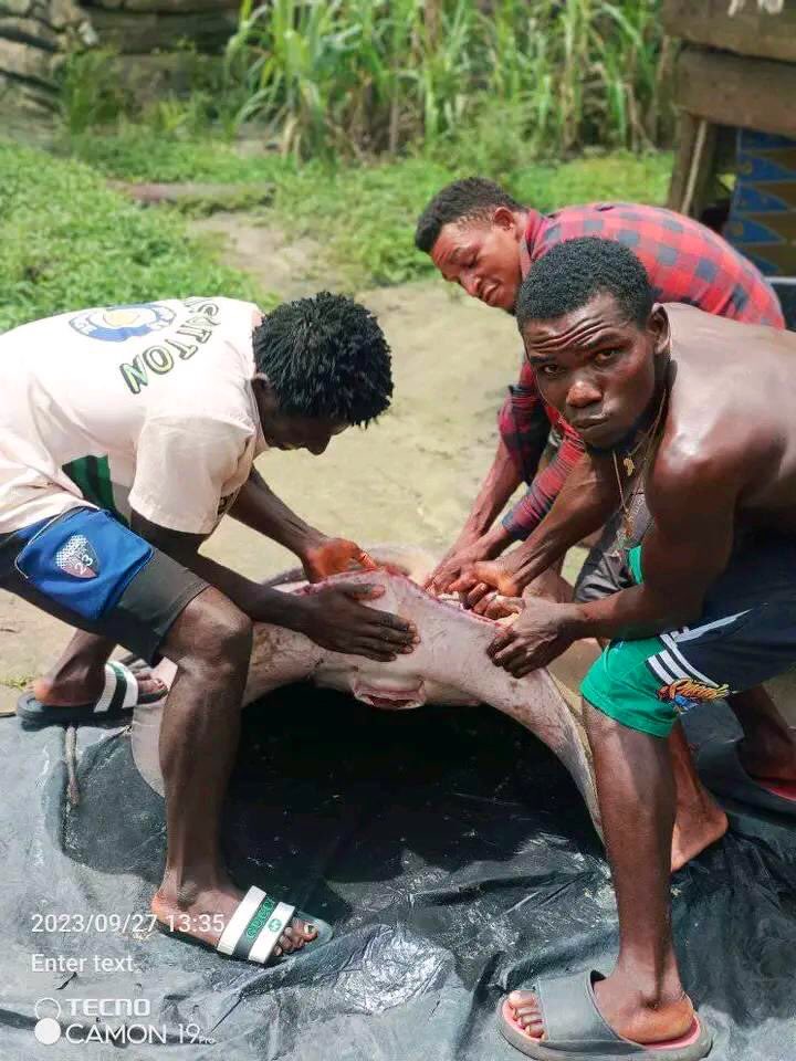 AskPHPeople's tweet photo. Caught from the rich waters of Andoni, Rivers State.

What are you preparing with this big stingray? https://t.co/jvqVZ0Q2yW