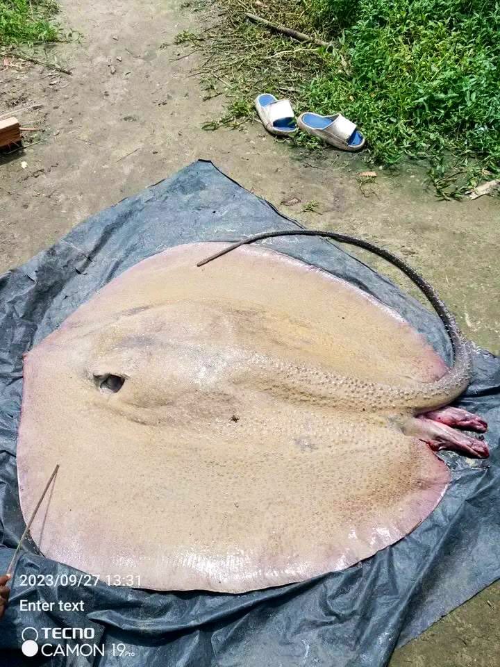 AskPHPeople's tweet photo. Caught from the rich waters of Andoni, Rivers State.

What are you preparing with this big stingray? https://t.co/jvqVZ0Q2yW