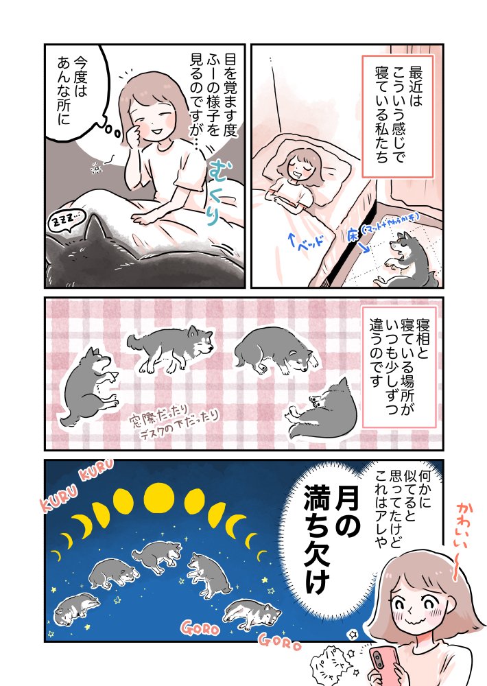 黒柴おじいわん ふー
大体深夜はバタバタして明け方に寝る羽目になるので、眠っても外の音(近所の人の生活音とか)で度々目が覚めてしまいます。涼しくなったら昼間に散歩に行くようにして、夜寝られるようにしたい(それはそれでいつ仕事しよう…)
#柴犬がいる暮らし #柴犬 