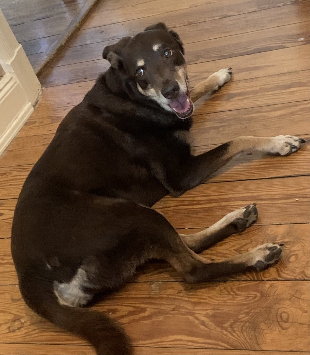 Update Bruna. Sie ist wieder da! Dank Internet und Tassoplakat wurde sie in der Gasstr. erkannt, und wir haben sie dort abgeholt. Sie ist gesund und richtig gut drauf! #seniorenabenteur #bruna #gefunden Danke euch allen. Ihr wart megaaaaa 🧡🧡🧡