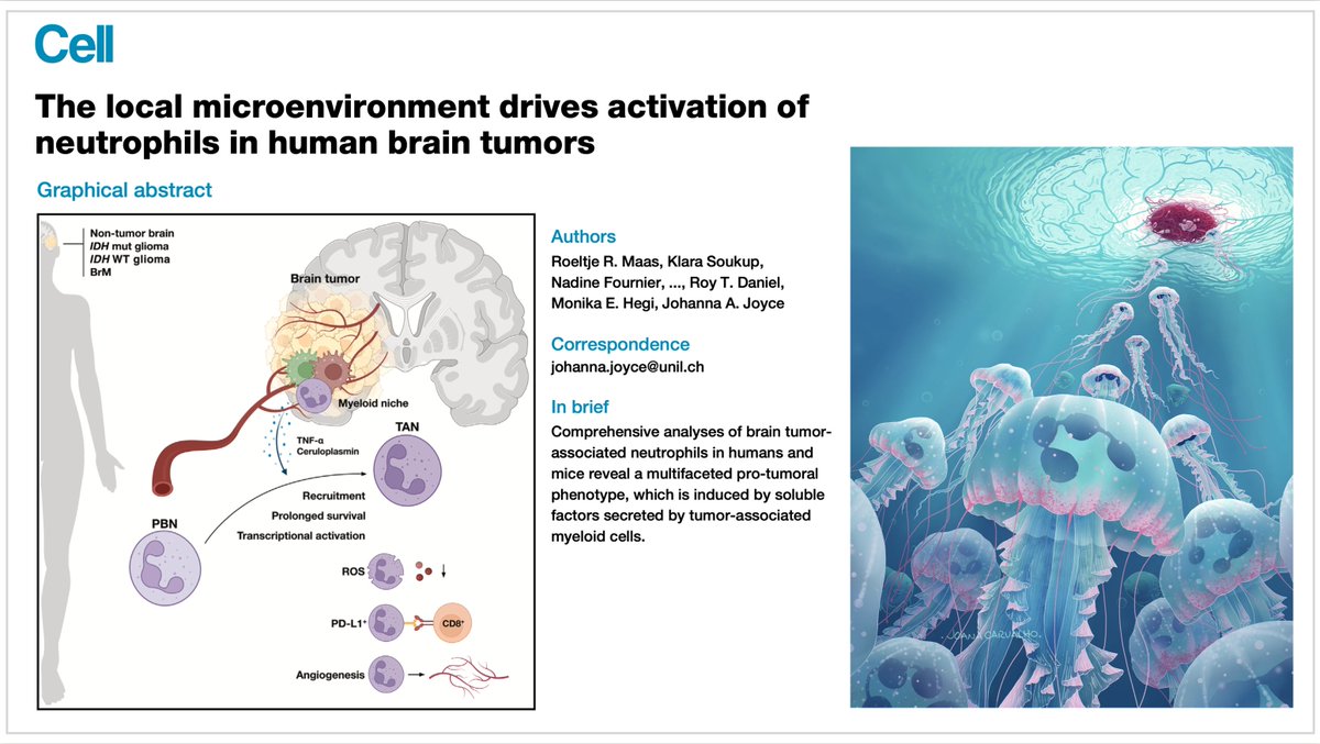 We're excited that our new study revealing fascinating functions for #neutrophils in #brain #cancers is now online at @CellCellPress 'The local microenvironment drives activation of neutrophils in human brain tumors' #OpenAccess Open for all to read 🔗: cell.com/cell/fulltext/…