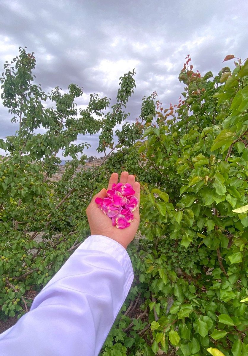 ياورد روح لأهل القلوب الوفيه
عانق سماها تنجلي كل الأحزان

كل القلوب اللي بها حسن نيه
تستاهل اهديها من الورد بستان
                      
 #مسـآئـك_الخير_والسعاده