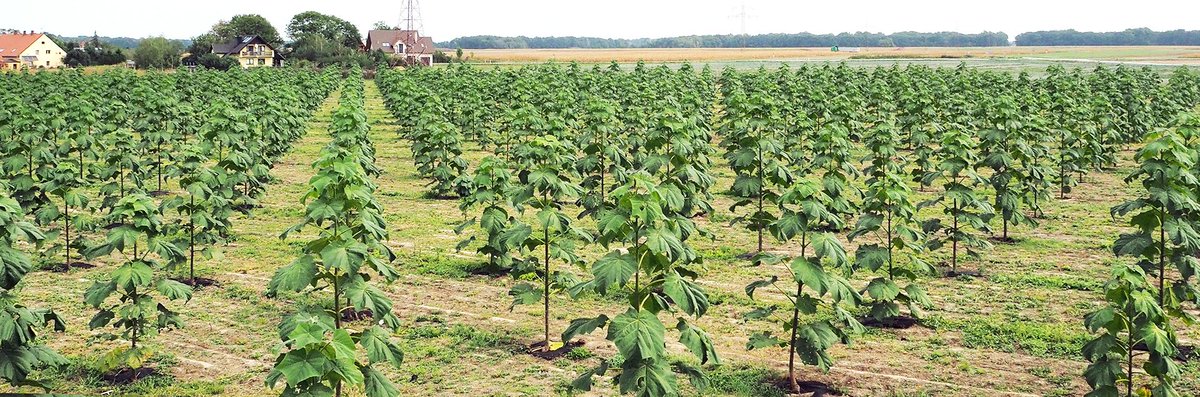 Join Us in Planting Oxygen-Producing Trees to Combat Climate Change!

youtube.com/watch?v=JbIarS….

gofund.me/678d2e32 

Are  you concerned about the escalating effects of climate change and the  increasing levels of carbon dioxide (CO2) in our atmosphere?