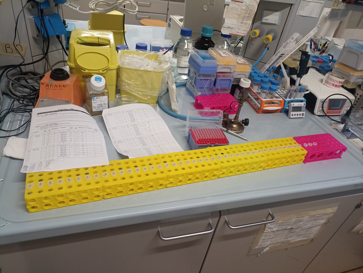 _Alvisilab_'s tweet image. #Postdoc 1 is sick #Postdoc2 yet to start #Undergrad is busy
I&apos;m @thebench please give me one more #yellowrack