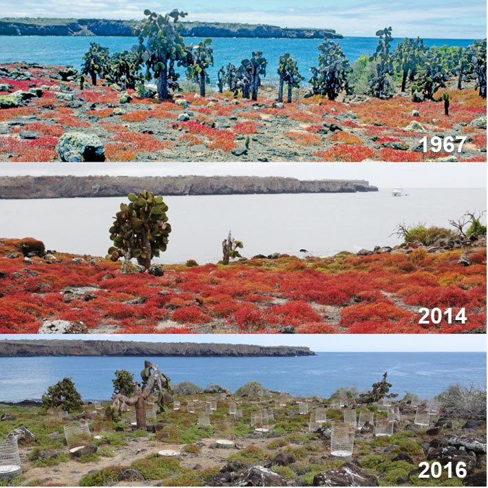 groasis's tweet image. The world experienced record temperatures, intense-water temperatures, droughts, devastating wildfires. 
Efforts to reduce global emissions aren’t having a great impact yet.  
With the #Waterboxx we can restore healthy ecosystems.

globalnewsscanner.com/article/657532…

darwinfoundation.org/en/research/pr…