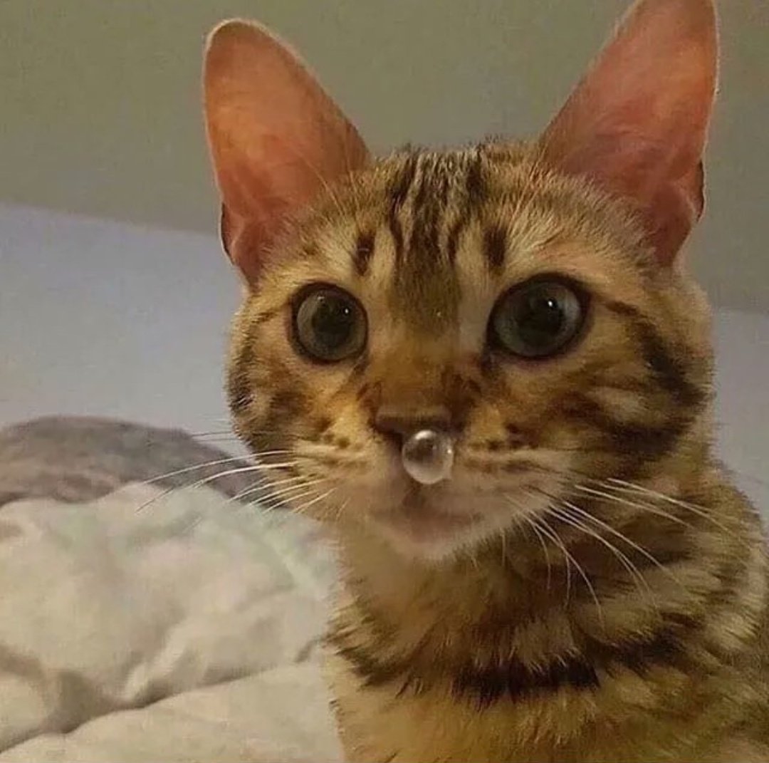 cute cat videos tweet media