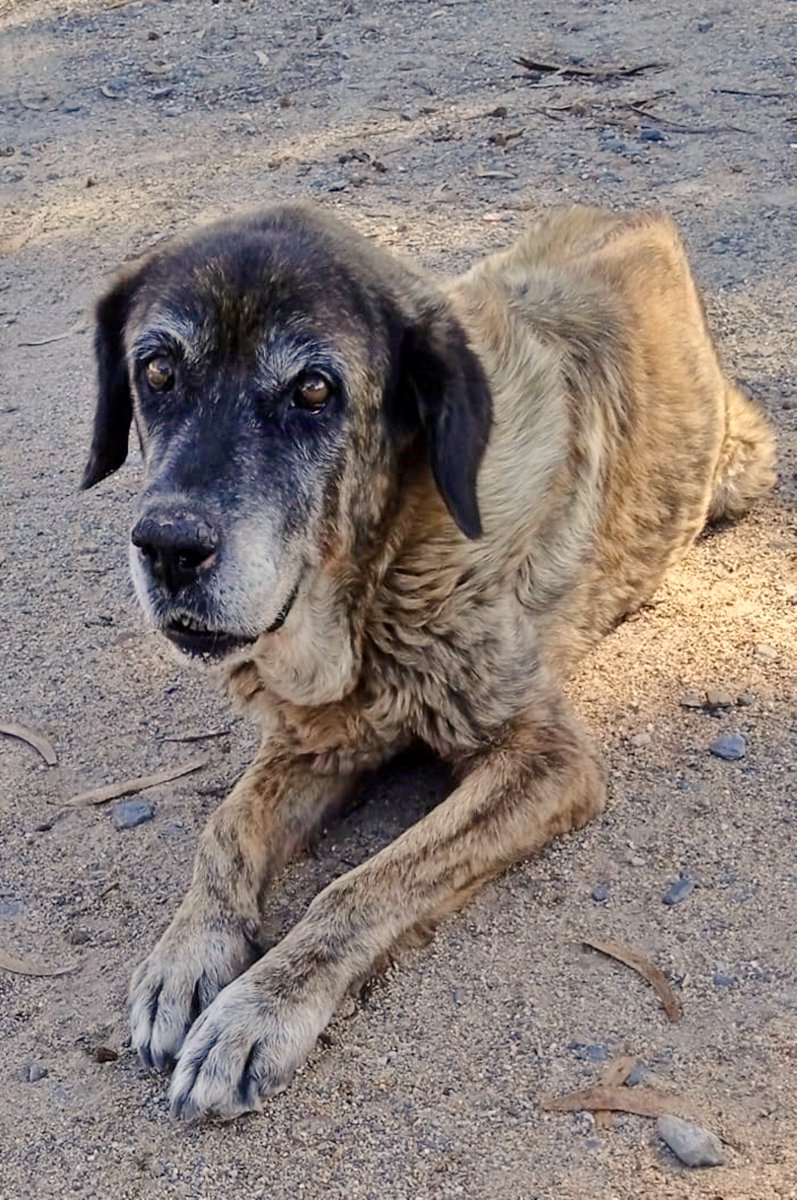 SOS Abuelos tweet media