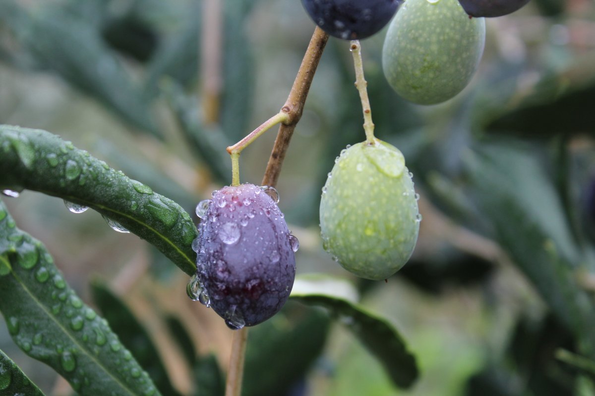 Olio Riviera Ligure tweet media