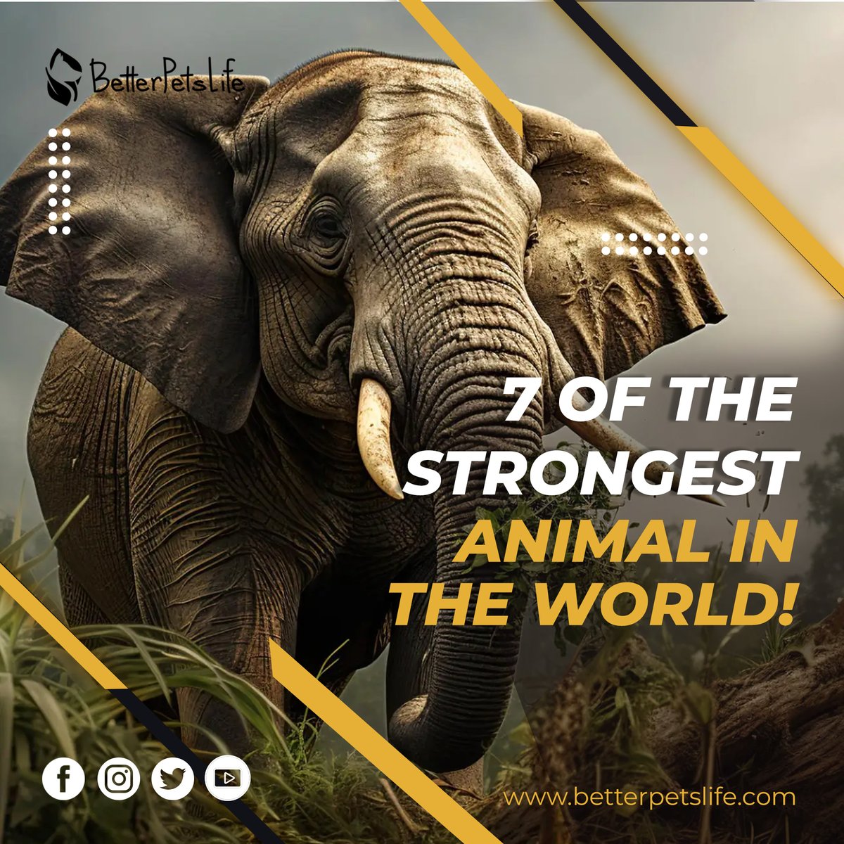 BetterPetsLife's tweet photo. From massive elephants to powerful anacondas, these are some of the strongest animals in the world 💪🐘🐻🐍 .
View Now ➡️: https://t.co/WZwsvw6wCf

#animals #animallovers #animals #AnimalTeaser #elephants #bulls #gorillaz #thursdaymorning #ThirstyThursday https://t.co/WgCXhxrluJ