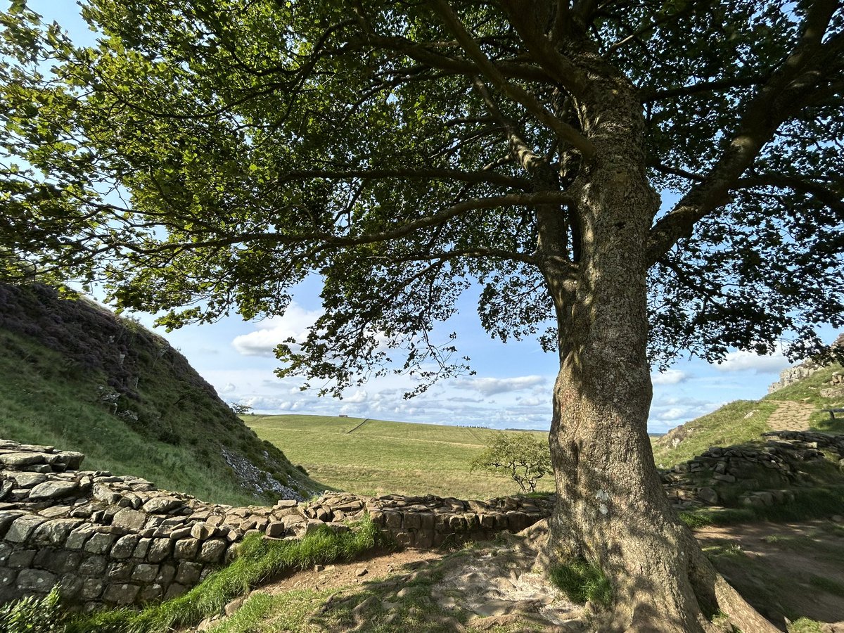 DavidMuttering's tweet photo. Absolutely devastated to learn that some absolute c*nt has cut down the Sycamore Gap tree on Hadrian’s Wall overnight. It’s barely a month since I visited it with @ExcelPope but it had stood for hundreds of years. https://t.co/4ccYLCgRU2