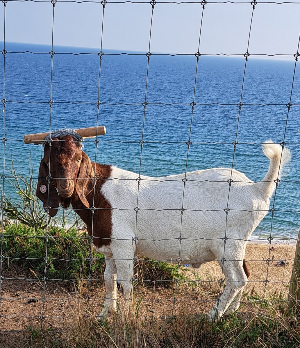 CotswoldLamb's tweet photo. The Bournemouth Goats are famous, penned into the East Cliff to keep down rogue vegetation and give local flaura a chance. They are loved by the locals. But can my goat-keeping followers explain this chap's headgear? He seems to still have his own horns behind the wooden pole. https://t.co/kjtThgpKgG