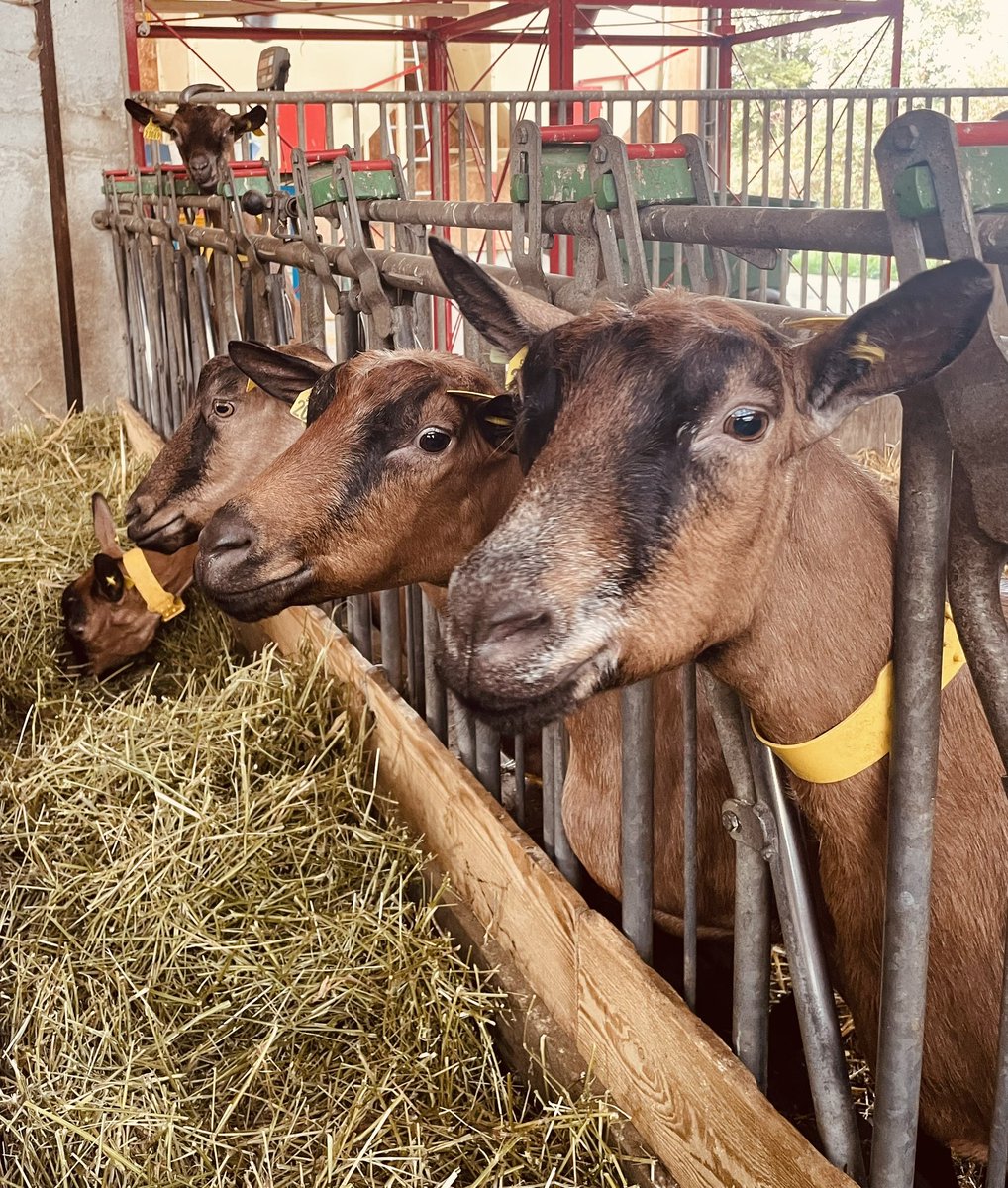 dupire_olivier's tweet image. Véridique ✅ 
Et comme on est ouverts au GTOV #INOSYS… on sait presque tout sur #PATUCHEV ☘️🐐