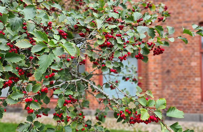 HyvinkaaCity's tweet image. Mikä tekee tietohallintopäällikkö Kati Raution työstä haastavaa? Lue hänen blogikirjoituksensa niin tiedät
hyvinkaa.fi/kurkkaa-kaupun…
#hyvinkää #blogi