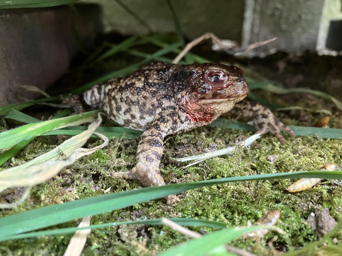 NorfolkBea's tweet photo. Neighbour’s cat latest victim 😢 On our way to #WildTouch
Wildlife Rescue.
Please don’t let your pets free roam.
#RestoreNatureNow https://t.co/KfHQ5ITsu5