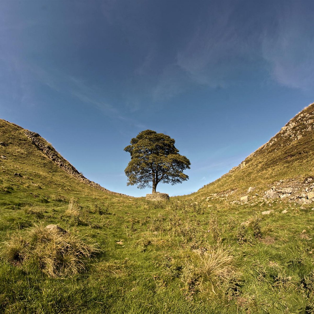 Which utter pr!ck would chop this down?? #sycamoregap #northumberland #bbc #northumberlandnationalpark