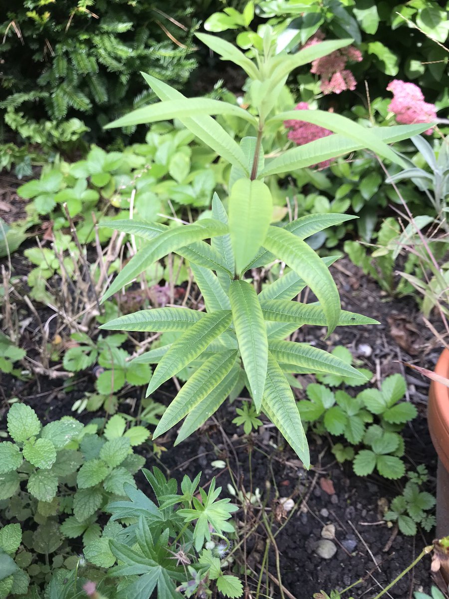 gart_scheppers's tweet image. Verbena theetje erbij? #eigenkweek