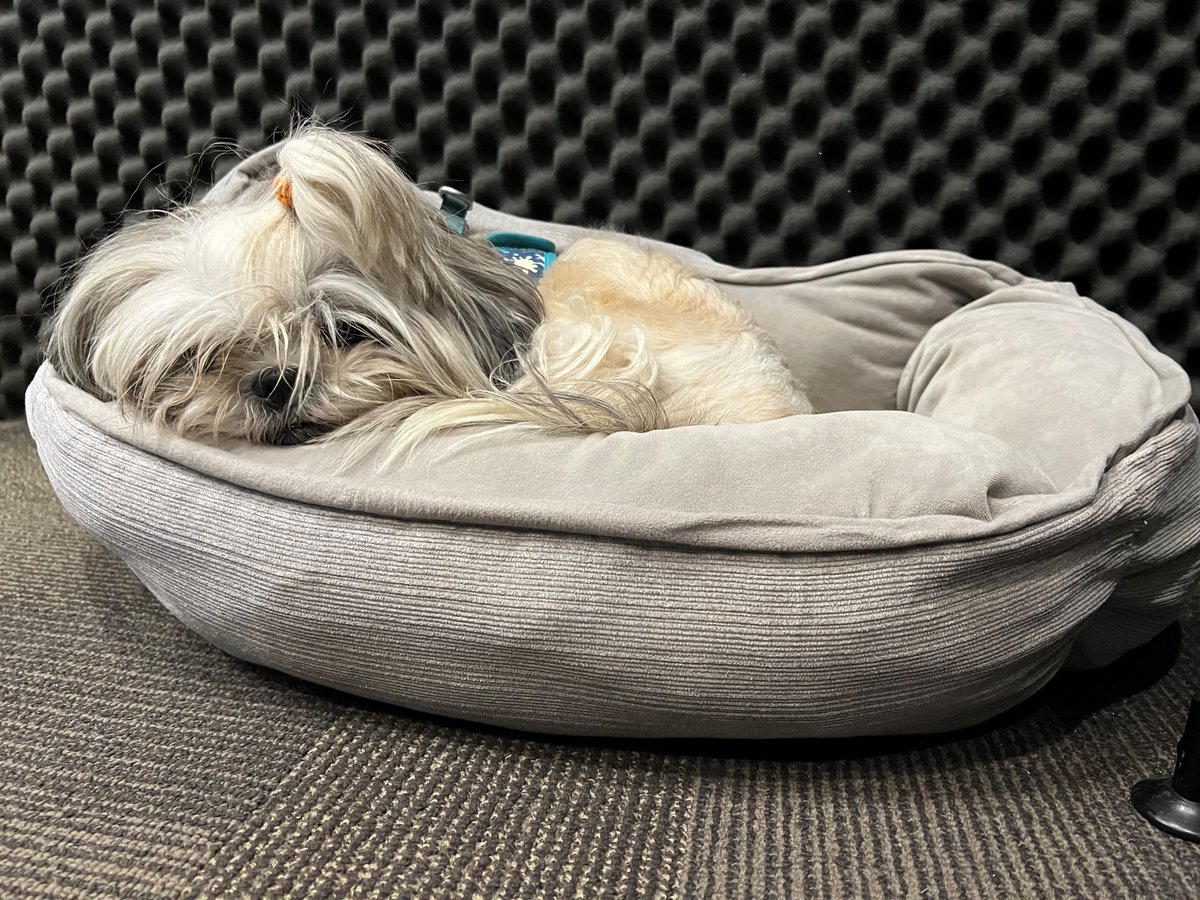 947ozfm's tweet image. Miss Stevie Nicks (Danielle's pup) is joining us in studio this morning. Have you ever worked at a place with an office animal?