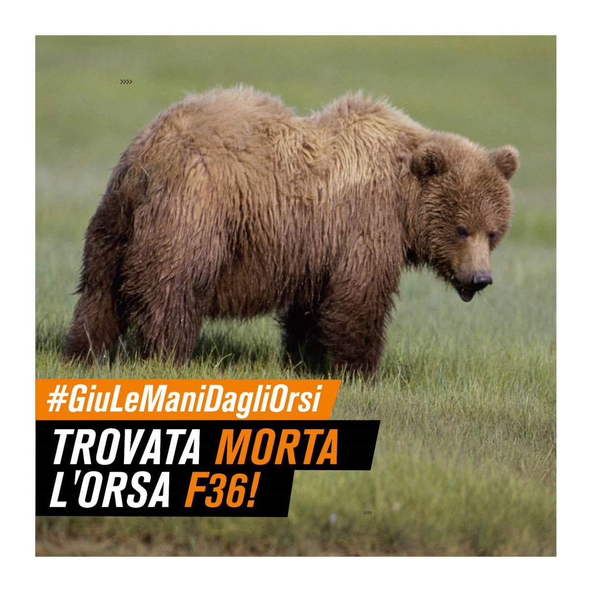 +++ TROVATA MORTA MAMMA ORSA F36 +++

Che strano! E’ il secondo orso nel giro di appena 6 mesi che dopo decreto uccisione di <a href="/MaurizioFugatti/">Maurizio Fugatti</a>  viene trovato senza vita. 

Chiediamo che autopsia sia resa pubblica e azioni a tutela del cucciolo che ora sarà in grande difficoltà!