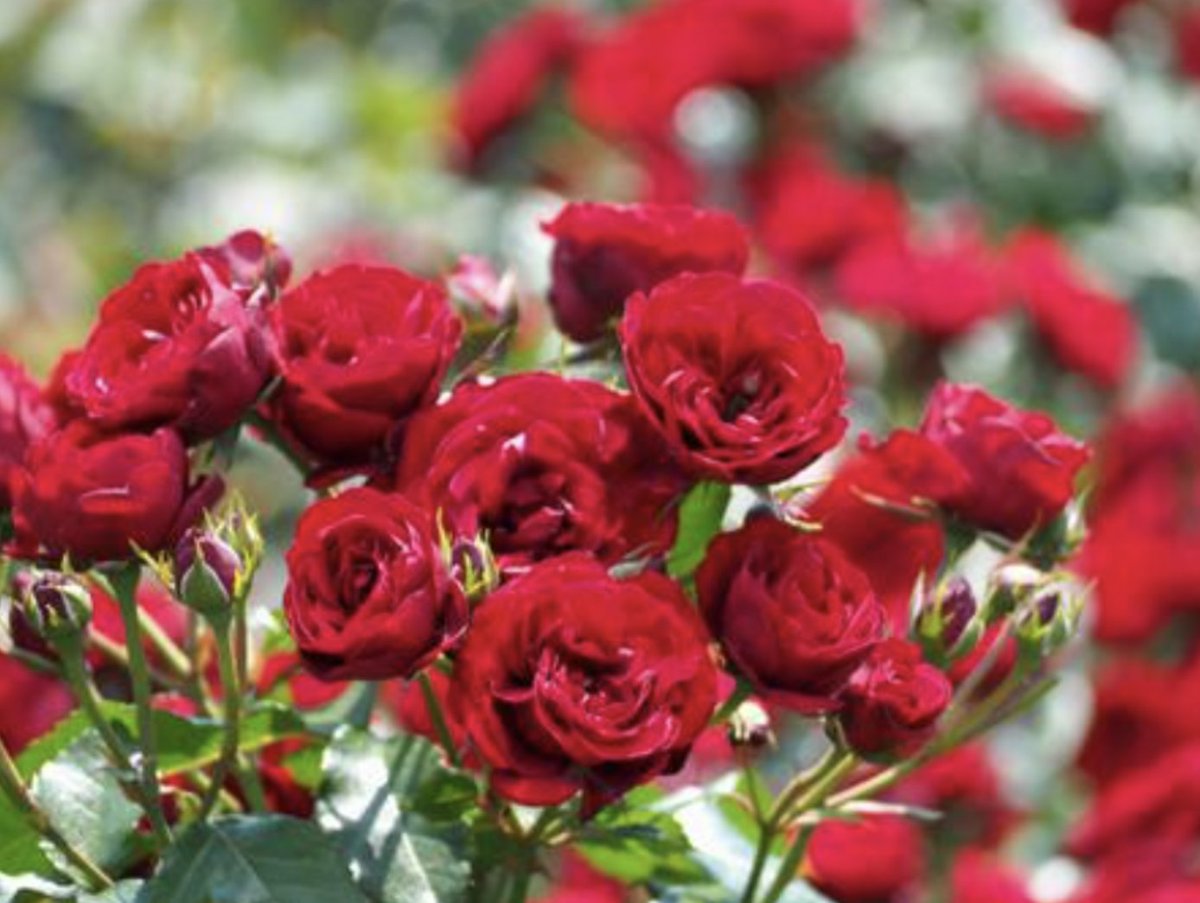 uritamuu's tweet image. 『エルジャポン11月号特別版』
発売おめでとうございます✨✨

これからゆっくり見たいと思います ﾀﾉｼﾐ( ˶&amp;gt;ᴗ&amp;lt;˶)

#ELLEJapan 
#LVMenFall24  
#LouisVuitton 
#平野紫耀
#Beautiful_Flowerを届けよう