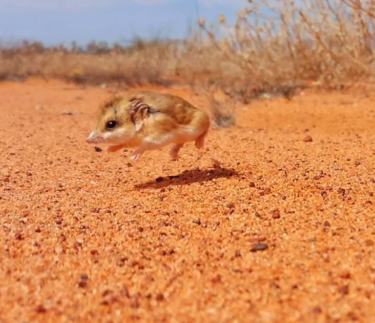 Boing!!! #dunnarty #GVD #Australia #Mammal
