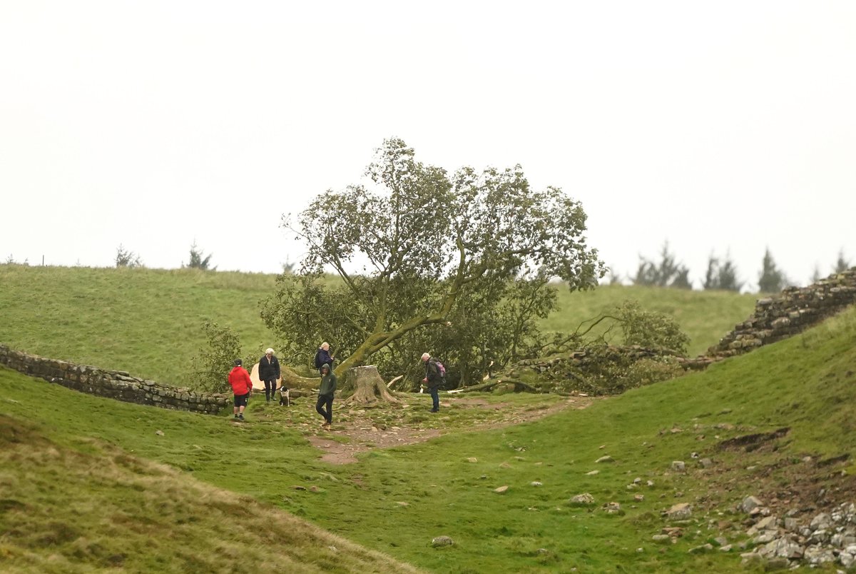 hexhamcourant's tweet image. No more Sycamore Gap... Credit - Owen Humphreys/PA Wire