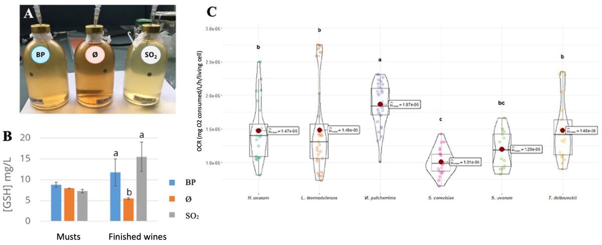 IVES_publisher's tweet photo. 🍷NEW on IVES #TechnicalReviews: "#Bioprotection as an alternative to #SO2 in the pre-fermentation phase"
🔗 Read on: https://t.co/dr1bqD4mp6
🔓Available in 6 languages🇺🇸🇫🇷🇩🇪🇪🇸🇮🇹🇵🇹
#OpenAccess #foodindustry #additives #chemical https://t.co/n1zHPh9nqZ