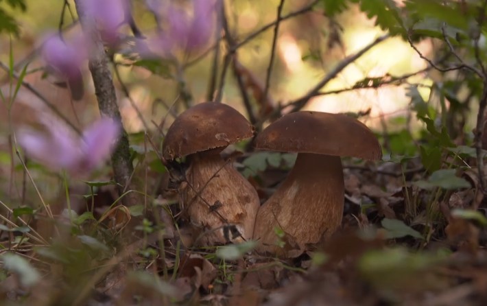 GreceParis's tweet photo. Cuisines des terroirs sur @ARTEfr présente le massif du #Pinde et ses passionnés de champignons qui préparent des plats savoureux : des feuilletés appelés manitaropita, des petites pâtes à cuire comme un risotto, le kritharoto, ou encore des entremets.
👀 https://t.co/fEVse3t2Tx https://t.co/2dDMpTwkqD