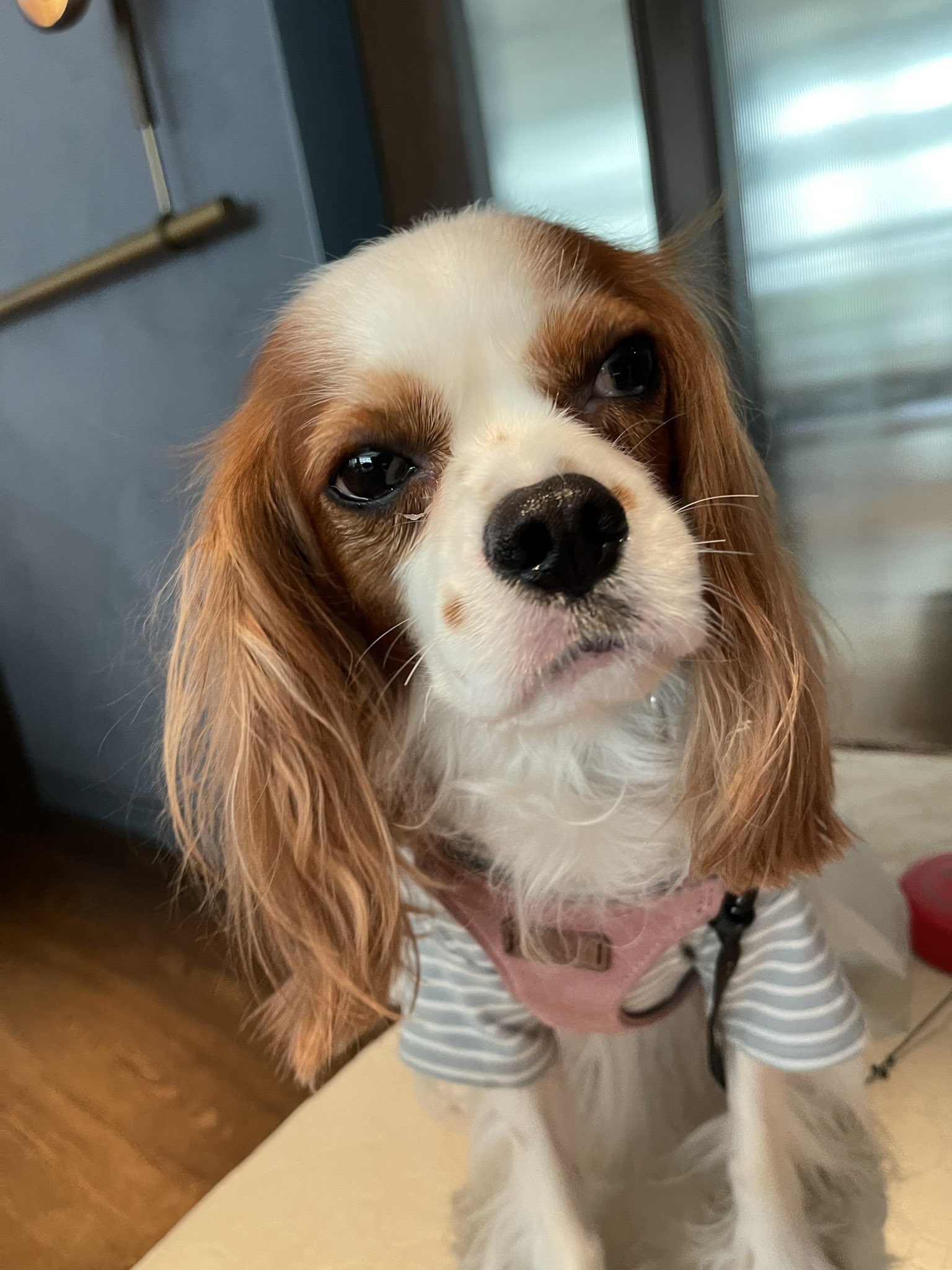 おわんこ先生様❣️キャバリア ロディでカウボーイ （sold→受注制作  