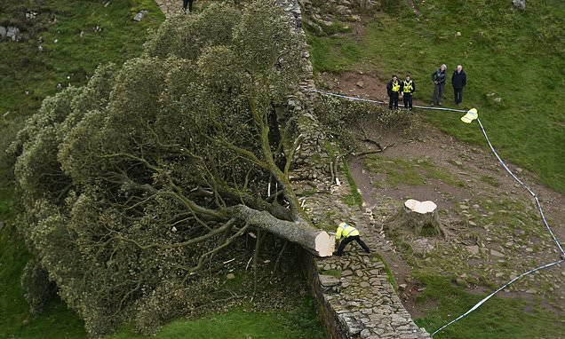 Message for all the alleged socialist, green, liberal lefty bedwetters out there - the wanton murder of this 300 year old tree that never harmed a fly is on you - this is what you get when kids have no discipline, no boundaries, no consequences & no care for any living thing.