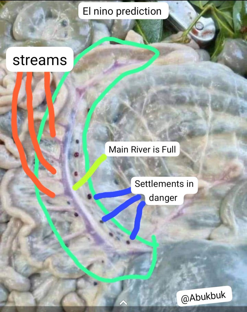 Ng'isiger Clan Among Turkana Community Have their Way of Interpreting Natural Phenomenons. Below is Goat Interstines and I have Labelled their interpretation On Coming EL Nino. Small Reded Veins Represent Streams and they joining Main River-Main Vein. Red Dots are settlements.