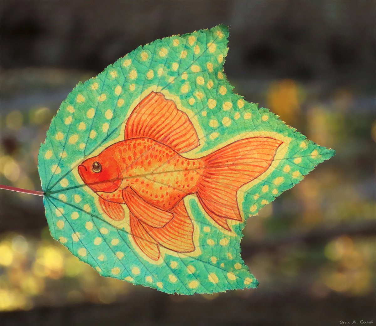 bettadazed's tweet photo. #fish #goldfish #autumn #leafart #fall #leafdrawing Marker on a striped maple leaf https://t.co/ljSeQzoGCe
