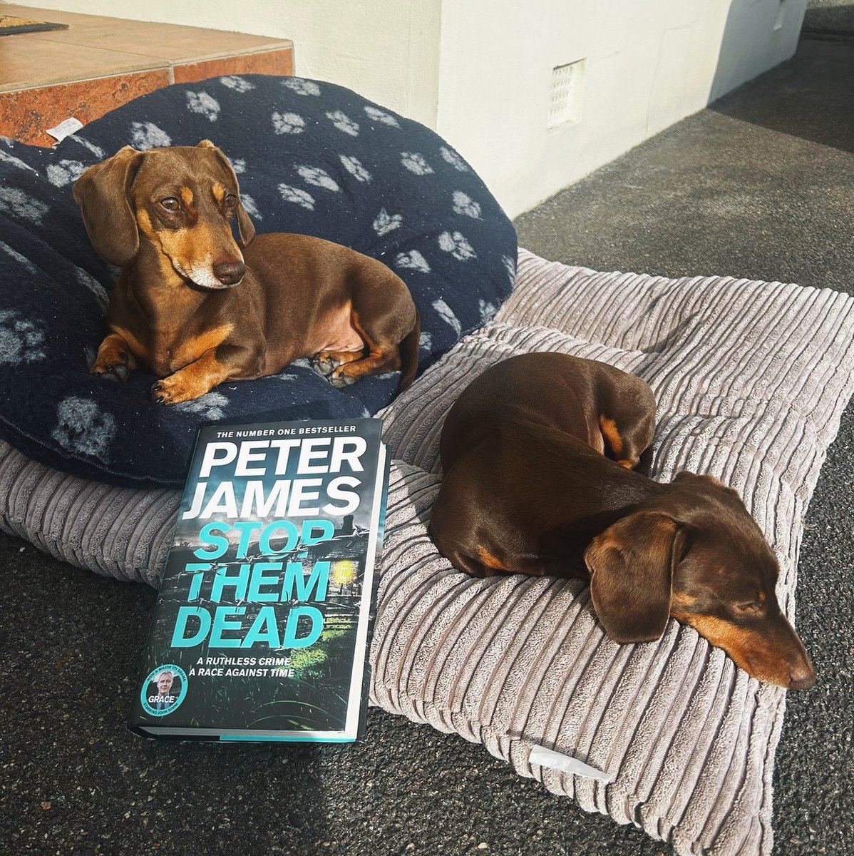 peterjamesuk's tweet photo. For the next 2 weeks, across all my social channels, I'm running a huge #giveaway where one winner will receive a luxurious @Fortnums hamper (worth £125) filled with yummy treats, perfect for enjoying with a good book. But that's not all—I've also included some delightful dog-themed goodies for you and your furry companion (to keep them entertained while you dive into another chapter 😉).

Additionally, I have five runners-up prizes to offer. You get to choose between a Jelly Cat dog or cat plush toy wearing a personalised jumper featuring a name of your choice.

Participating is easy! Simply like & RT this post plus share a picture of a furry or faux furry friend, along with a copy of 'Stop Them Dead,' (as modelled by my PA Emma’s very cute sausage dogs Tilly & Tyson) in the comments below.

For a comprehensive list of what can be won and, importantly, the terms and conditions, please click here: https://t.co/7uVhIN5FNh

Good luck!