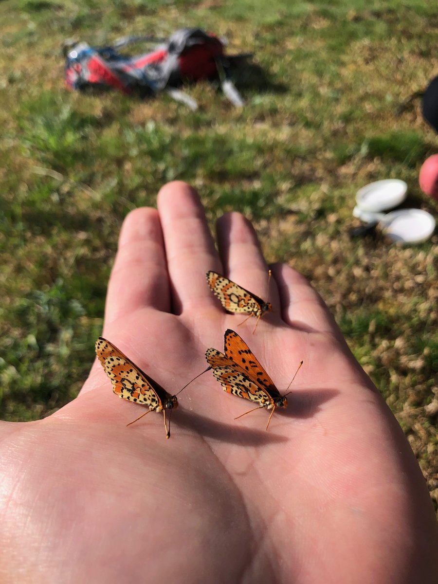 Talk accepted at #BES2023. I'll be chatting about thermal limits, biodiversity tipping points and climate change. Come for the butterflies, stay for the thermal imaging, microclimatic modelling and physiological assays.